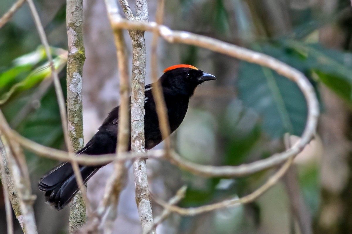 Flame-crested Tanager - ML642413405