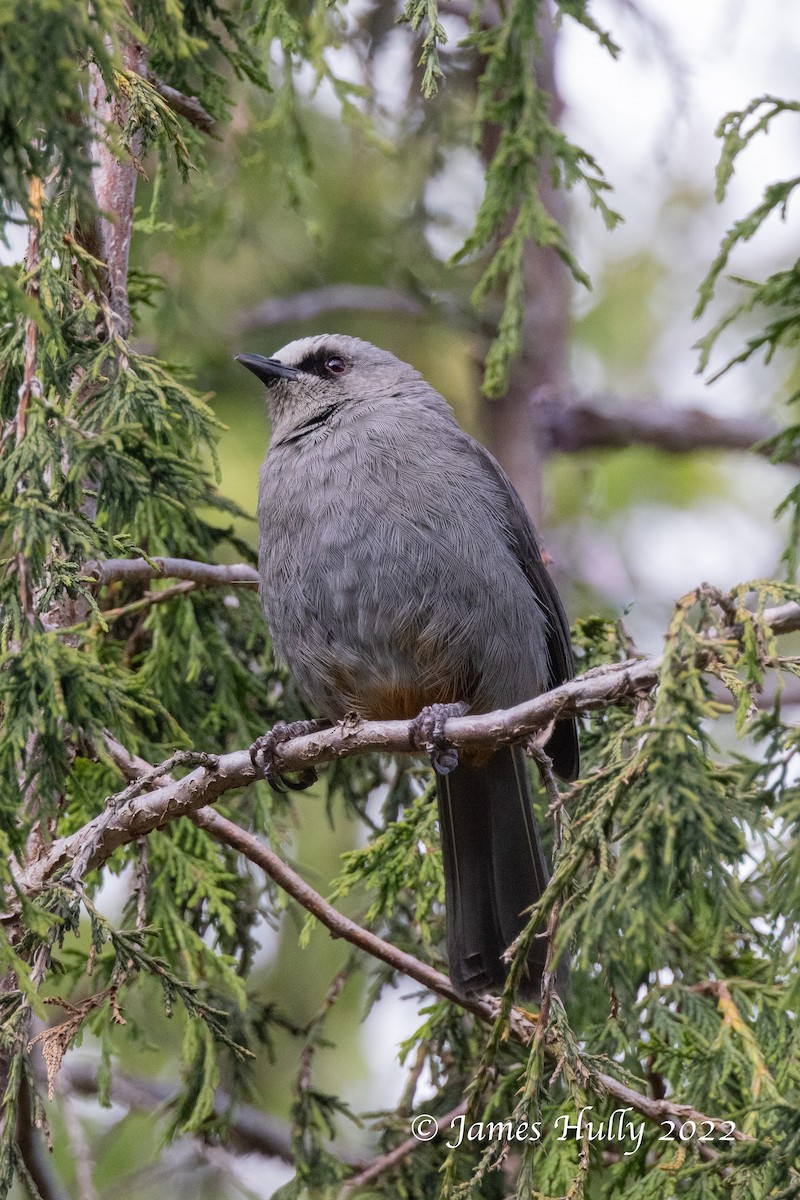 Abyssinian Catbird - ML642413406