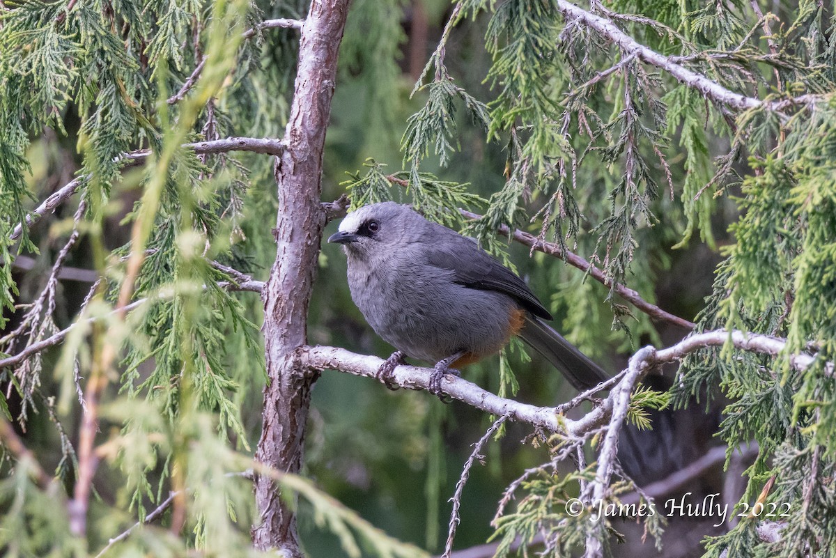 Abyssinian Catbird - ML642413408