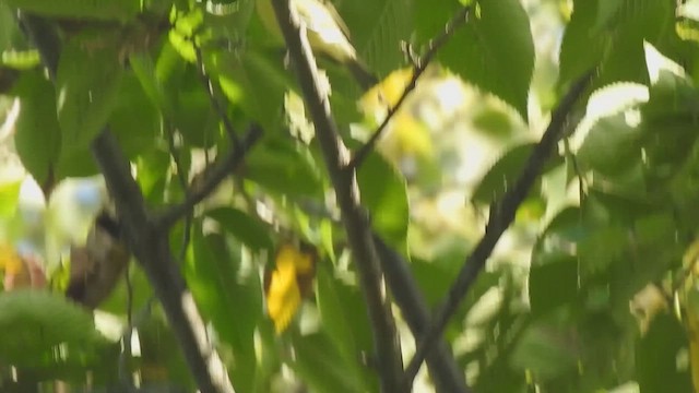 Philadelphia Vireo - ML642413411