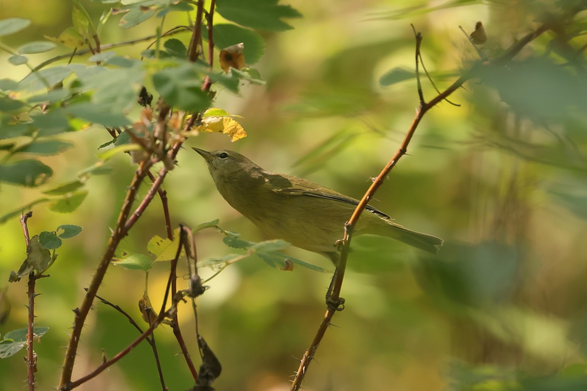 oransjekroneparula - ML642413440