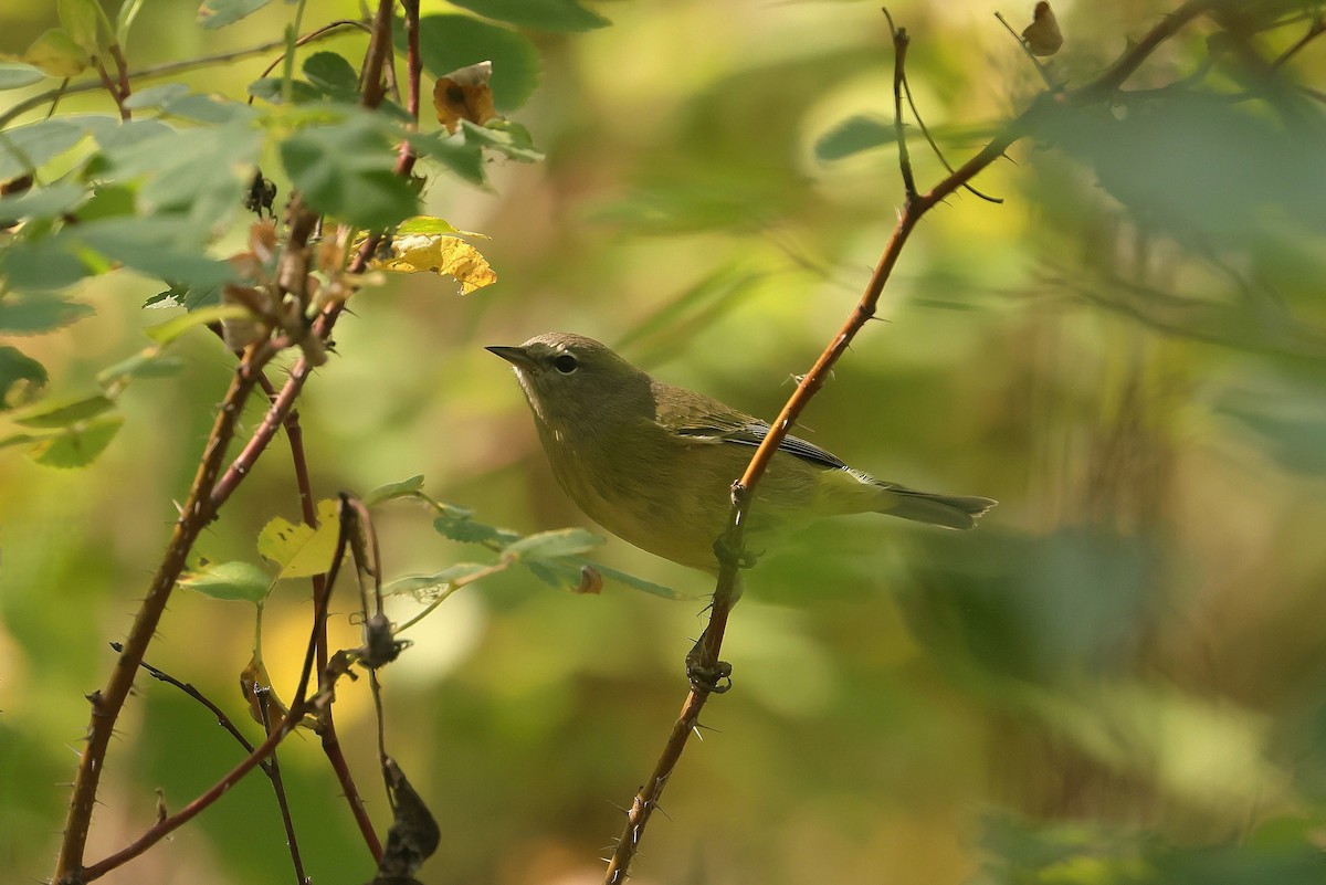 oransjekroneparula - ML642413445