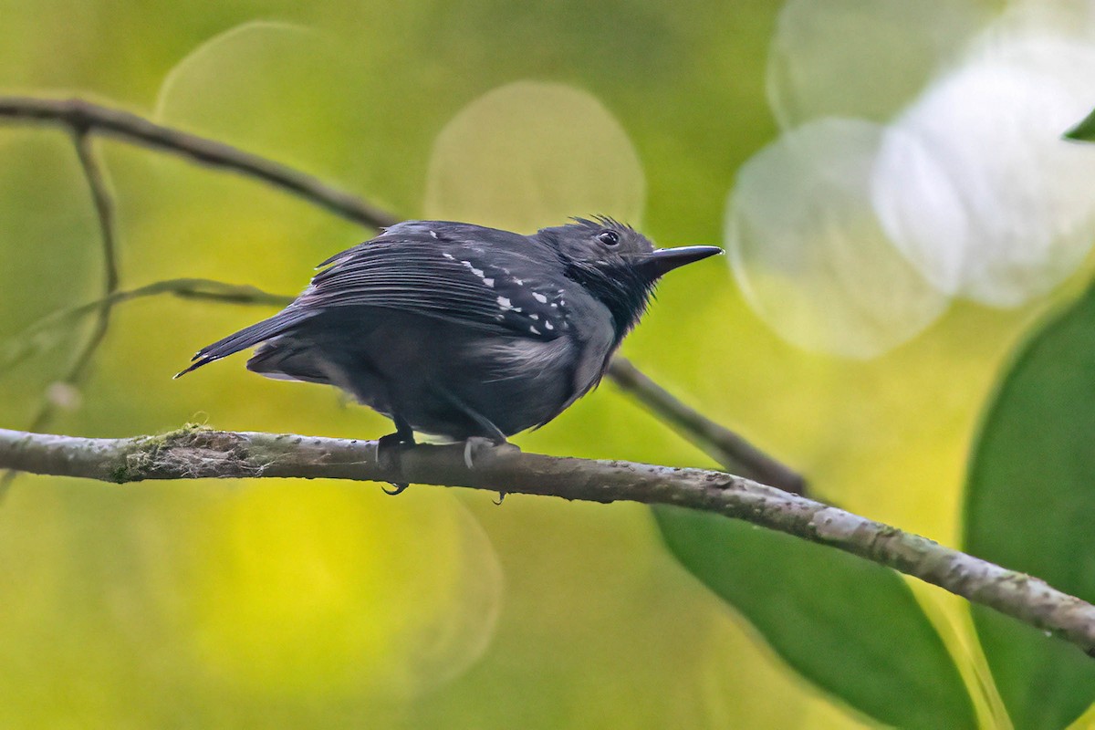 White-flanked Antwren - ML642413457