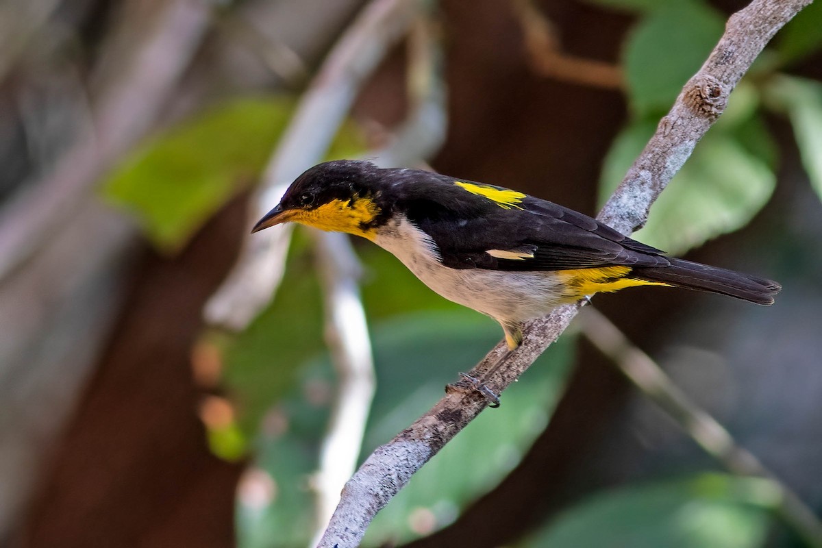 Yellow-backed Tanager - ML642413516