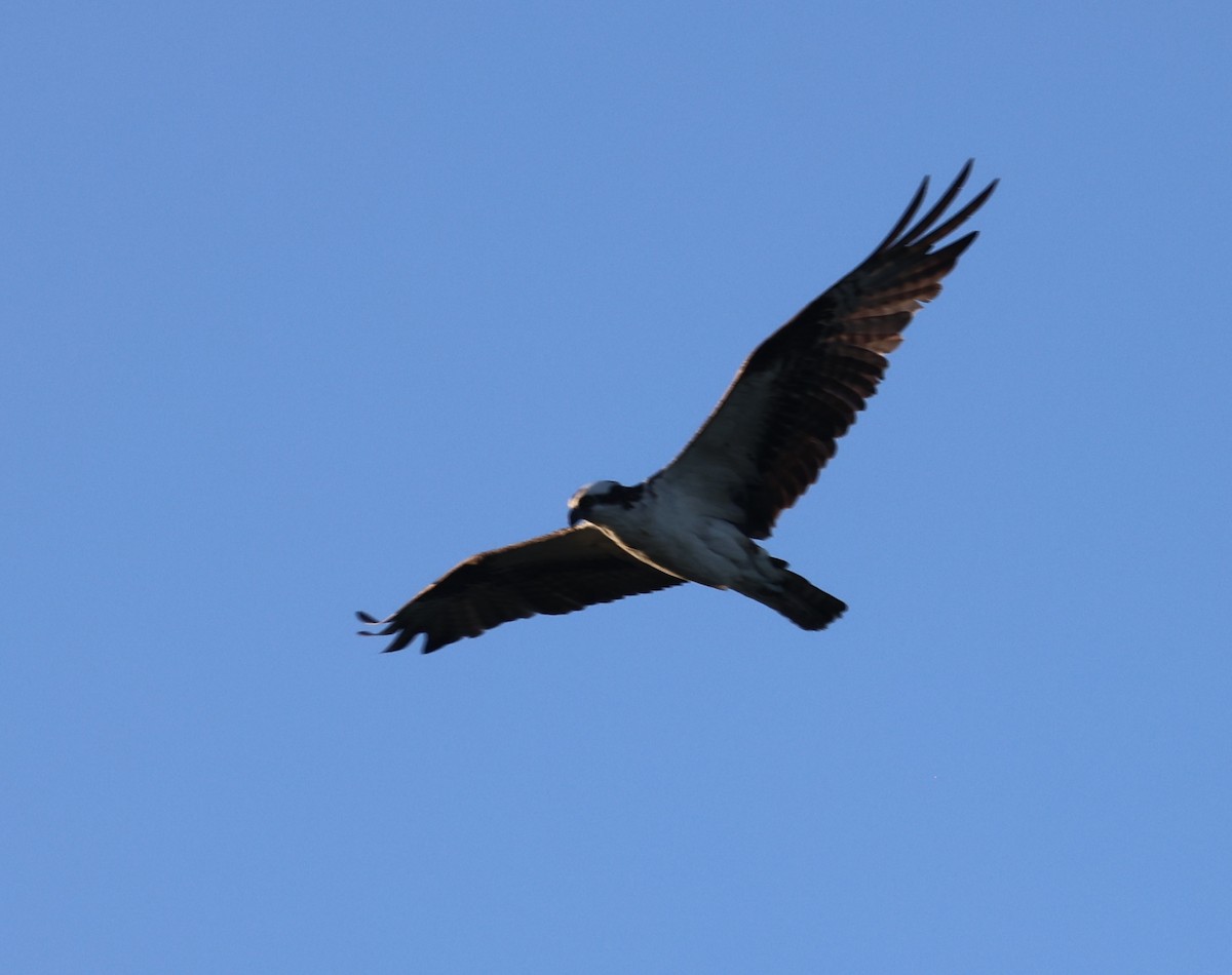 Osprey - ML642413531