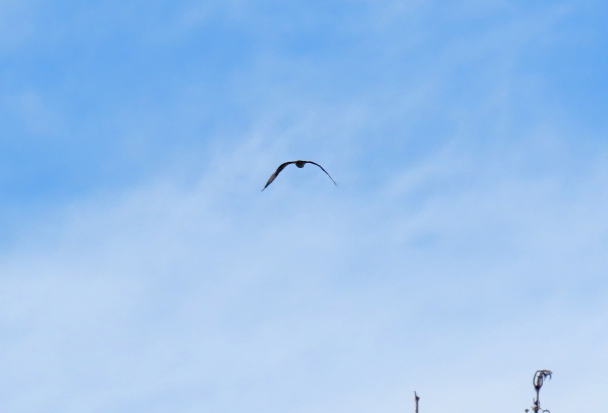 Accipitrine hawk sp. (former Accipiter sp.) - ML642413547
