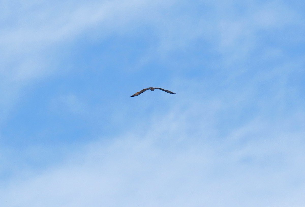 Accipitrine hawk sp. (former Accipiter sp.) - ML642413548