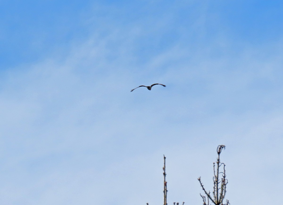 Accipitrine hawk sp. (former Accipiter sp.) - ML642413549