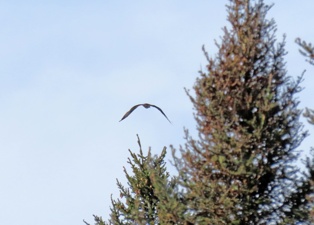 Accipitrine hawk sp. (former Accipiter sp.) - ML642413551
