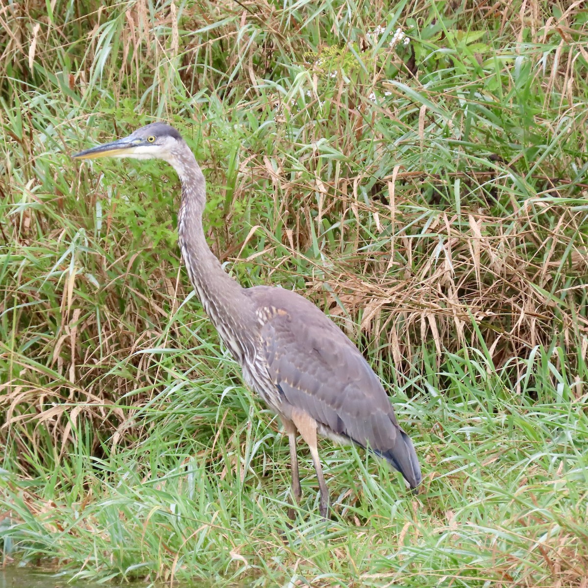 Great Blue Heron - ML642413561