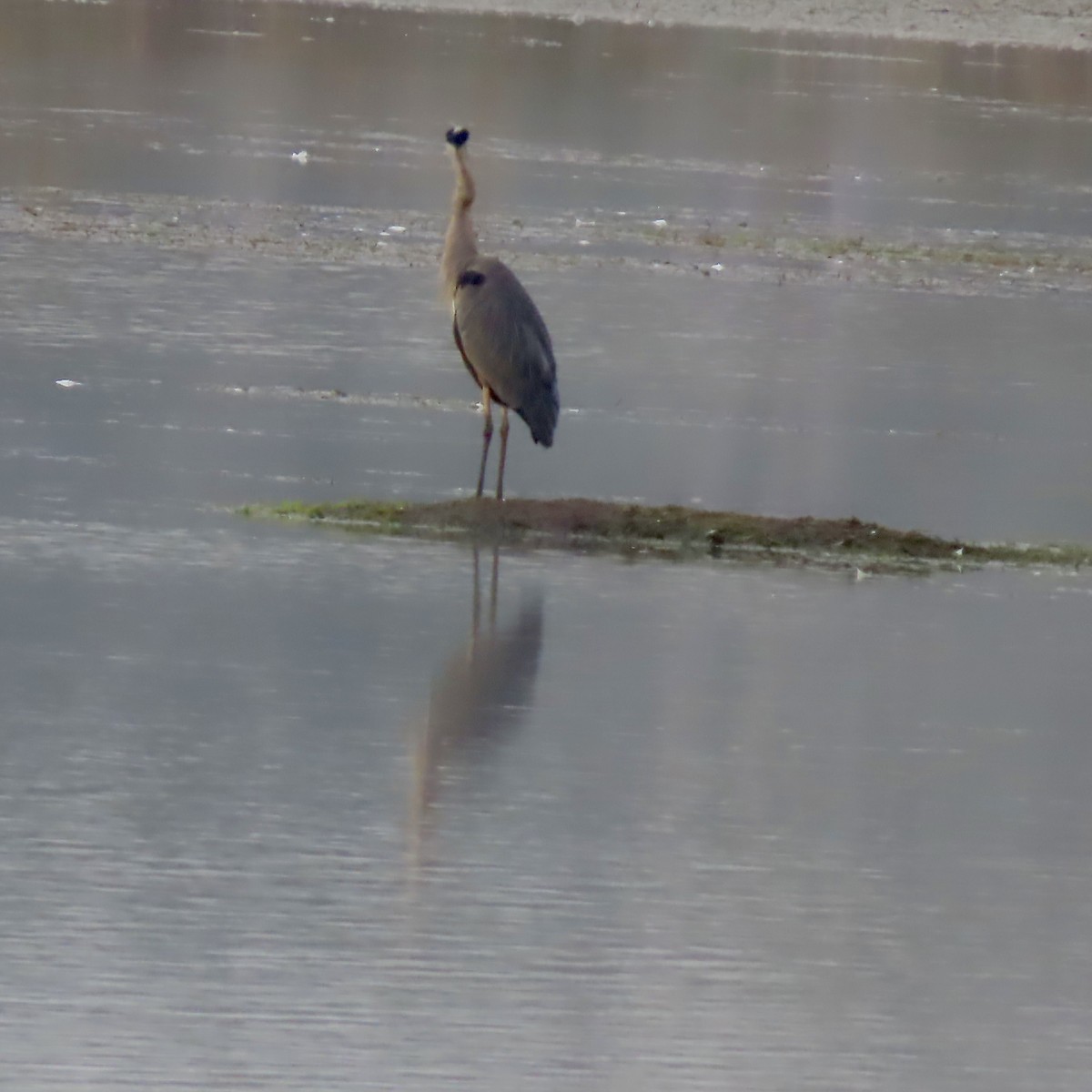 Great Blue Heron - ML642413562