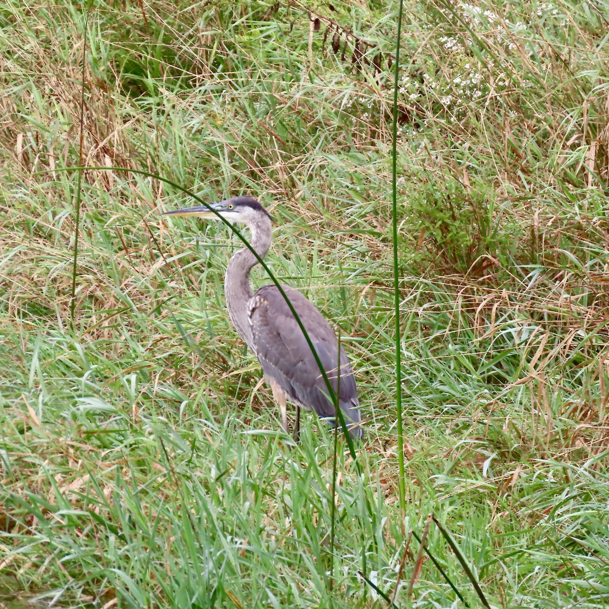 Great Blue Heron - ML642413563