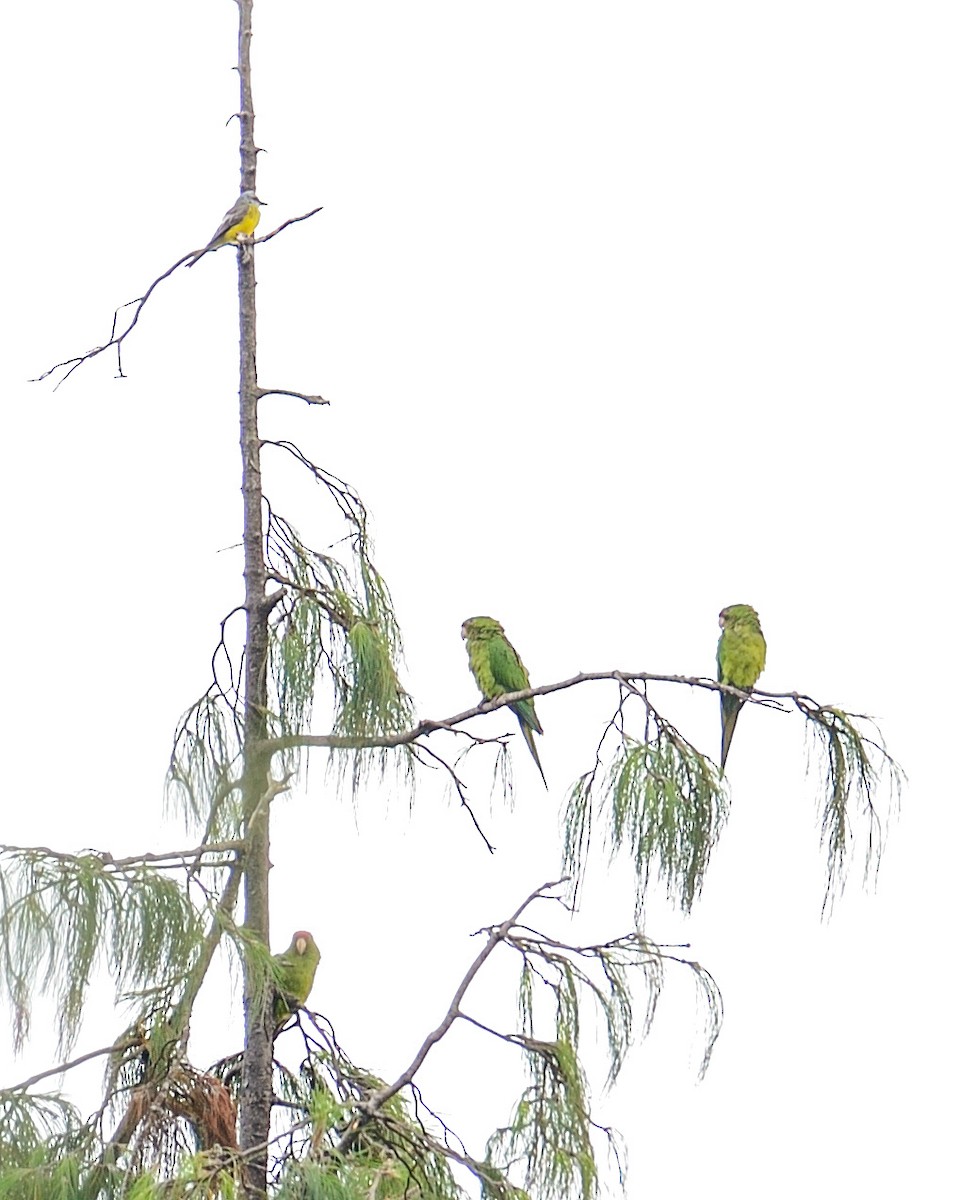Scarlet-fronted Parakeet - ML642413571