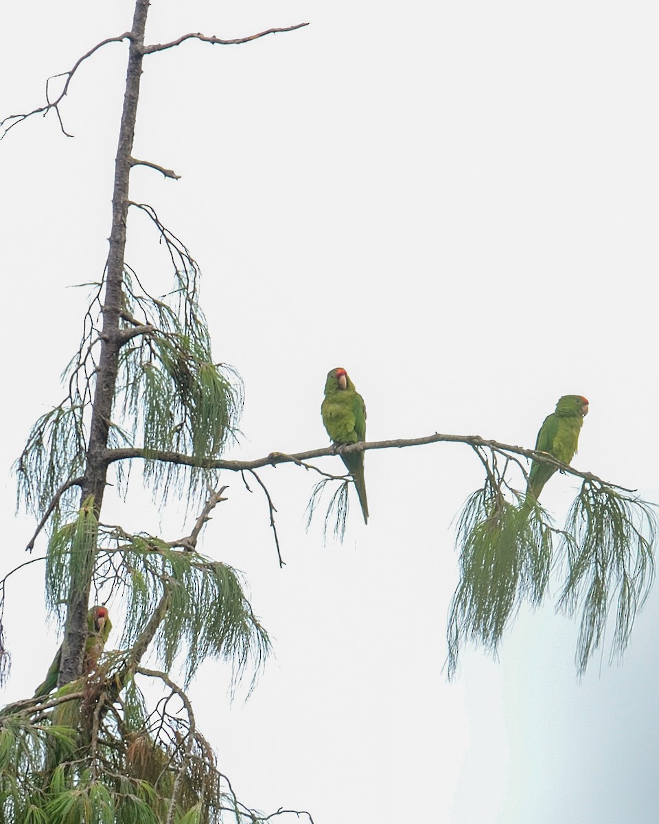 Scarlet-fronted Parakeet - ML642413572