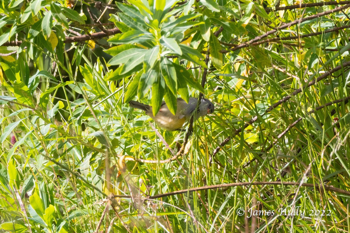 Yellow-bellied Waxbill - ML642413585