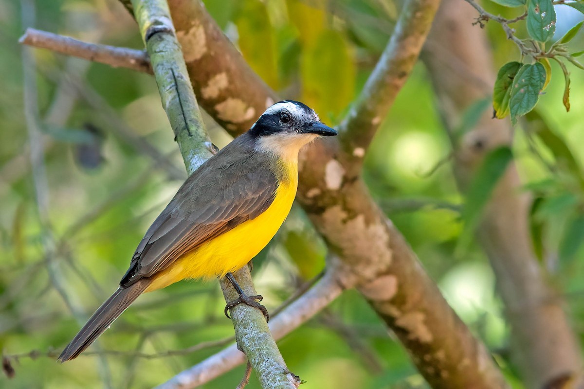 Lesser Kiskadee - ML642413588
