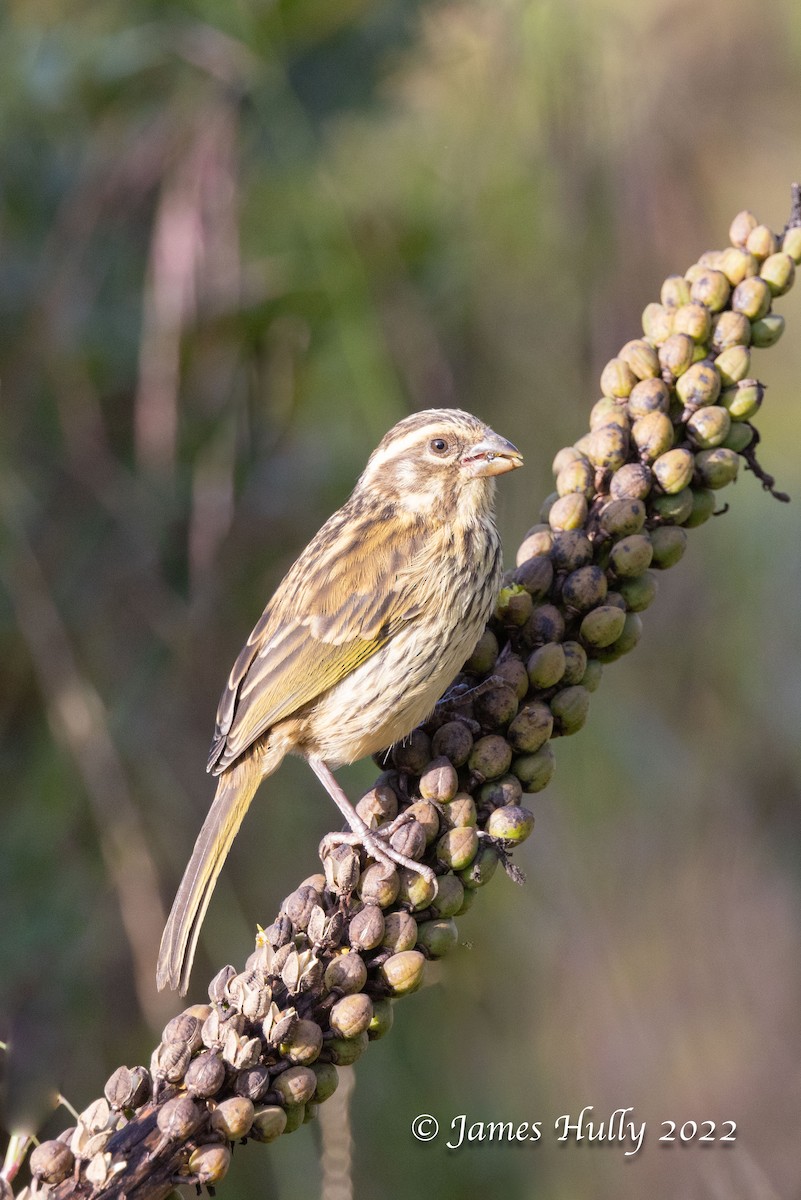 Streaky Seedeater - ML642413616