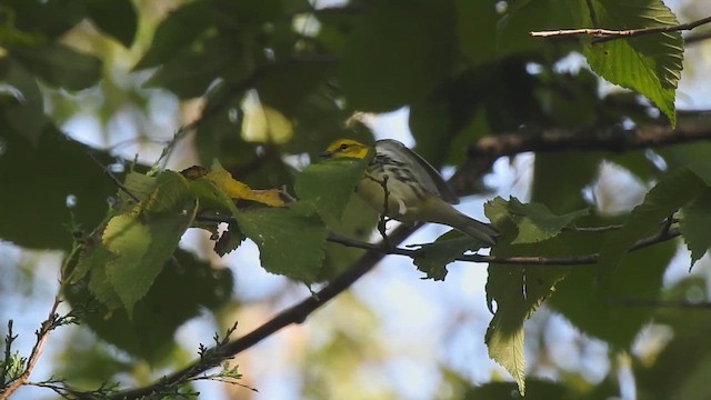 Black-throated Green Warbler - ML642413629