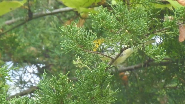 Black-throated Green Warbler - ML642413647