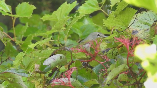 Nashville Warbler - ML642413722