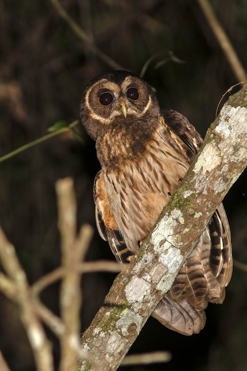 Mottled Owl - ML642413727