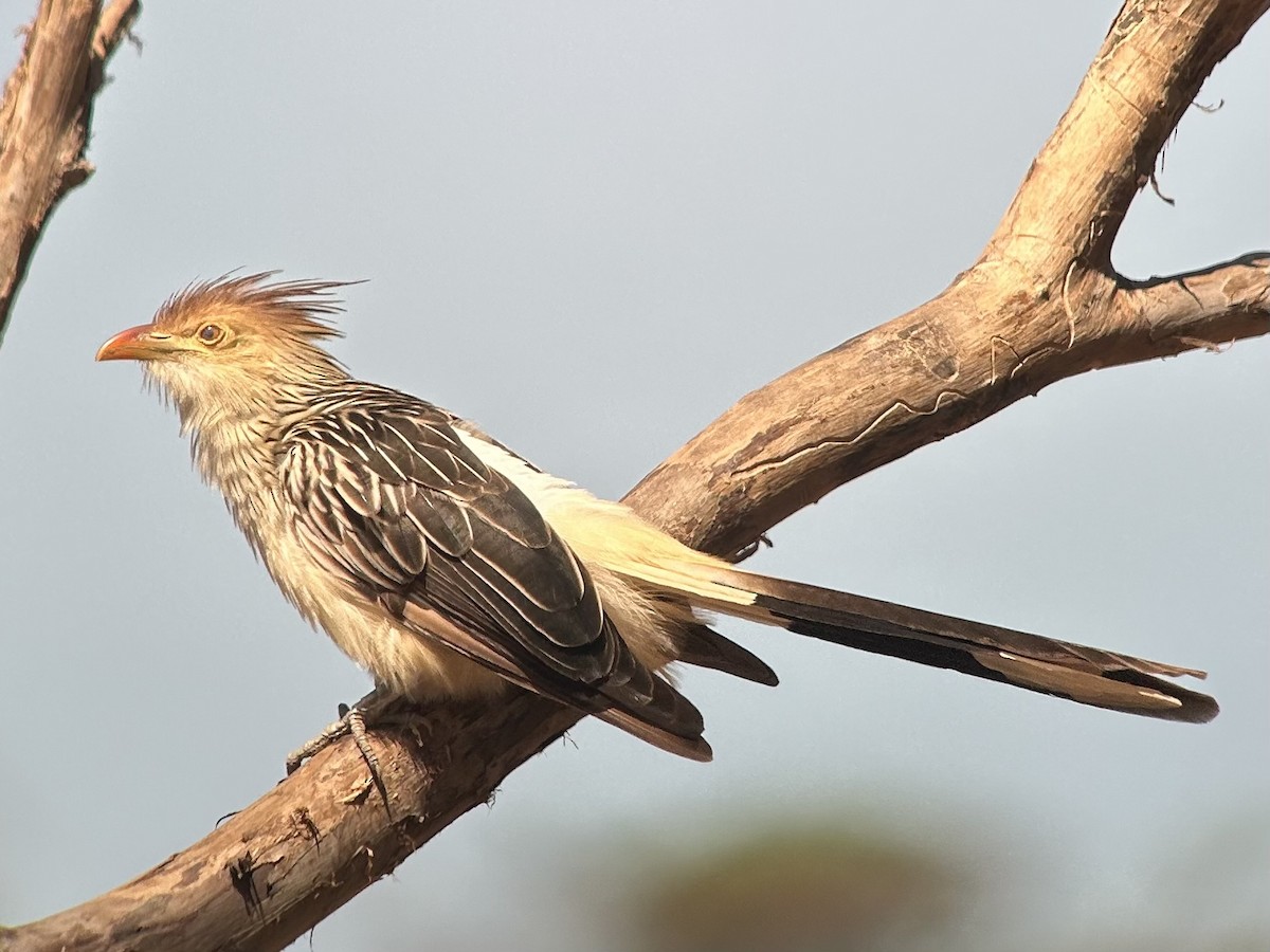 guira chocholatá - ML642413739