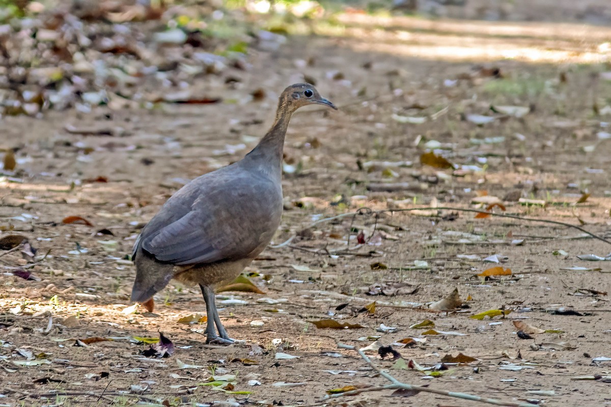 Solitary Tinamou - ML642413741