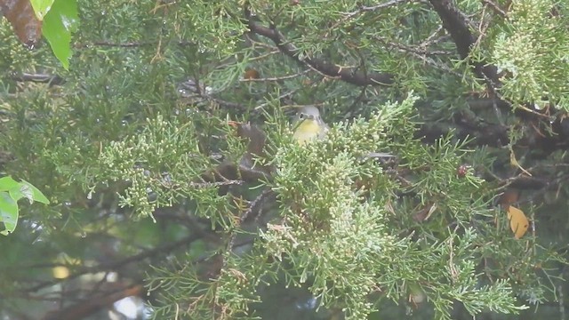 Magnolia Warbler - ML642413754