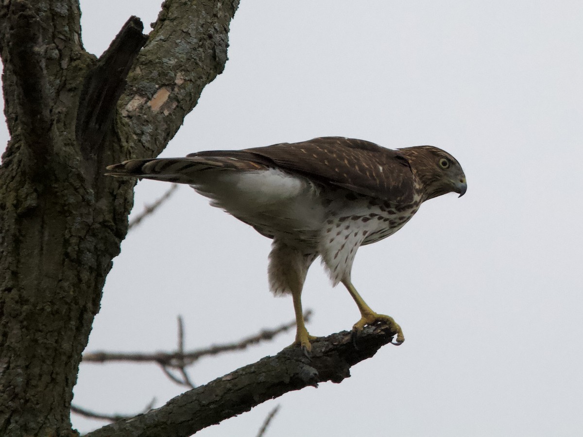 Cooper's Hawk - ML642413811