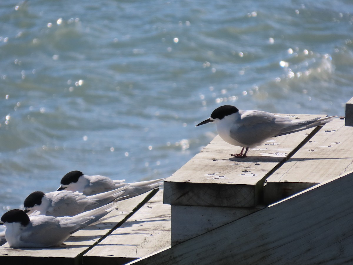 White-fronted Tern - ML642413813