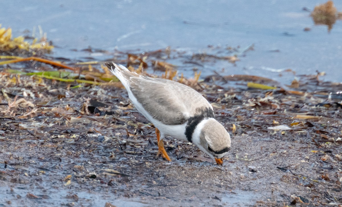 Piping Plover - ML642413846