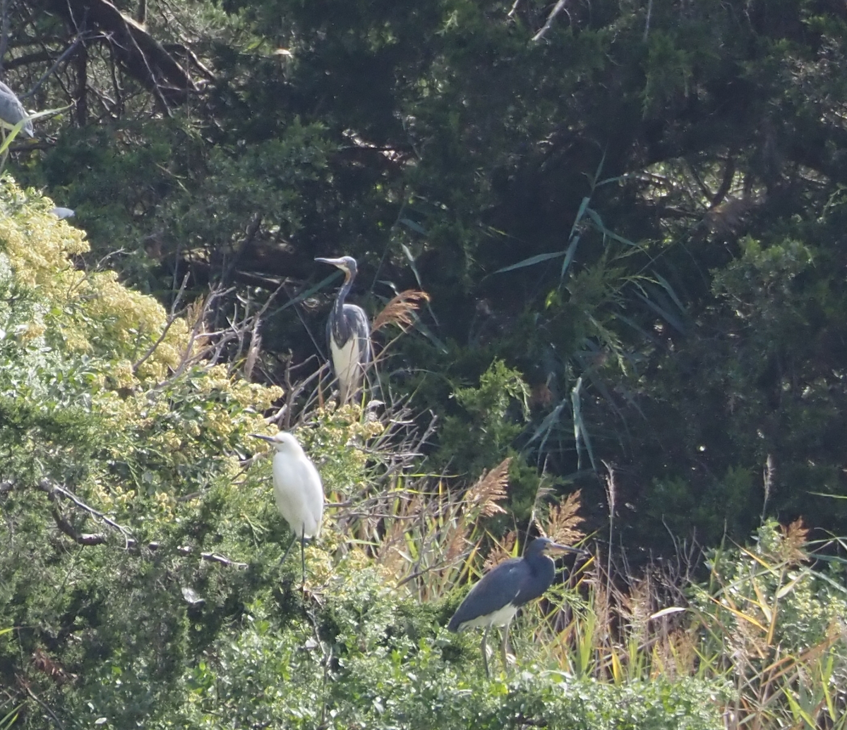 Tricolored Heron - ML642413856