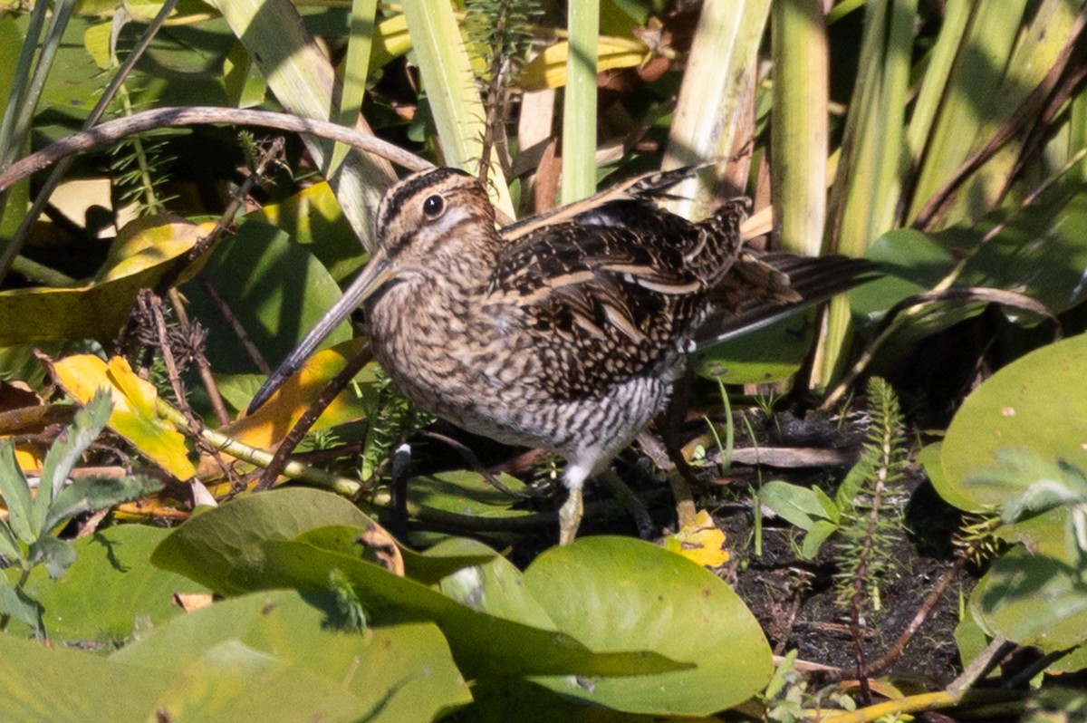 Wilson's Snipe - ML642413860