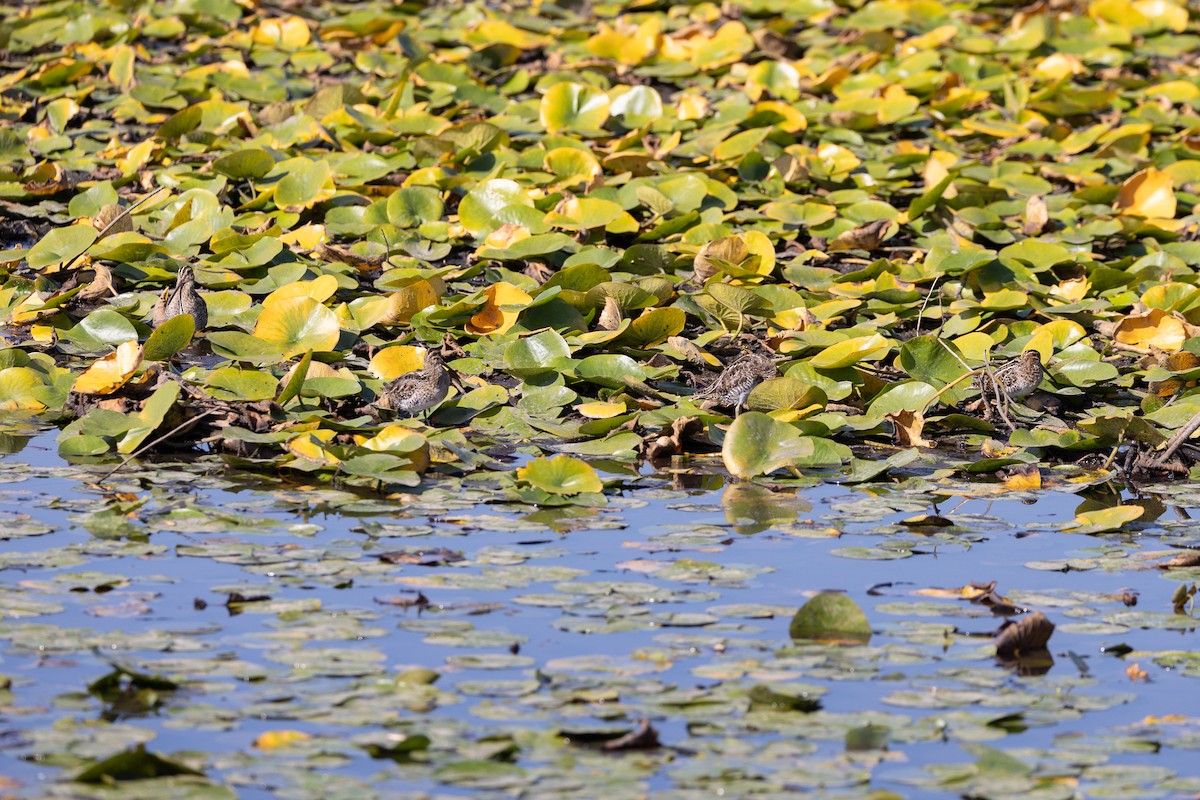 Wilson's Snipe - ML642413862