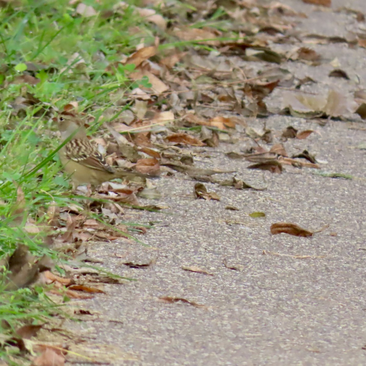 White-crowned Sparrow - ML642413864