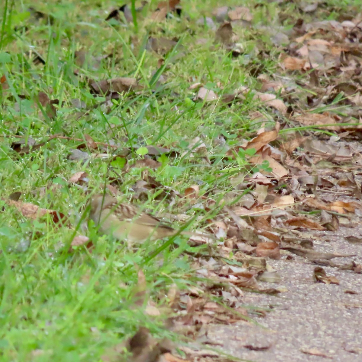 White-crowned Sparrow - ML642413865