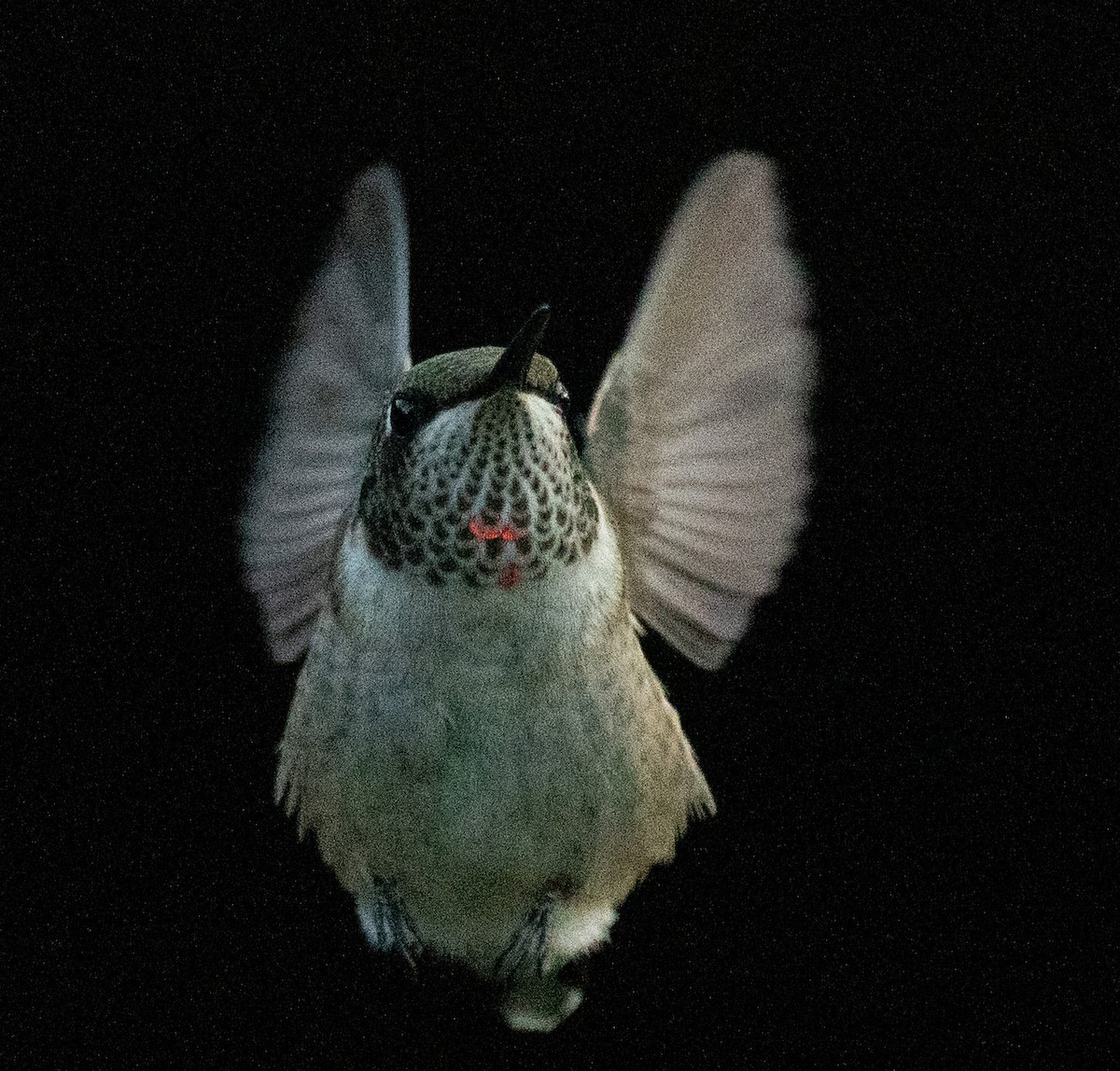 Ruby-throated Hummingbird - ML642413869