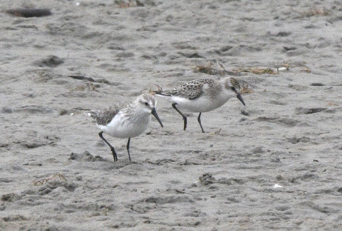 Western Sandpiper - ML642413870