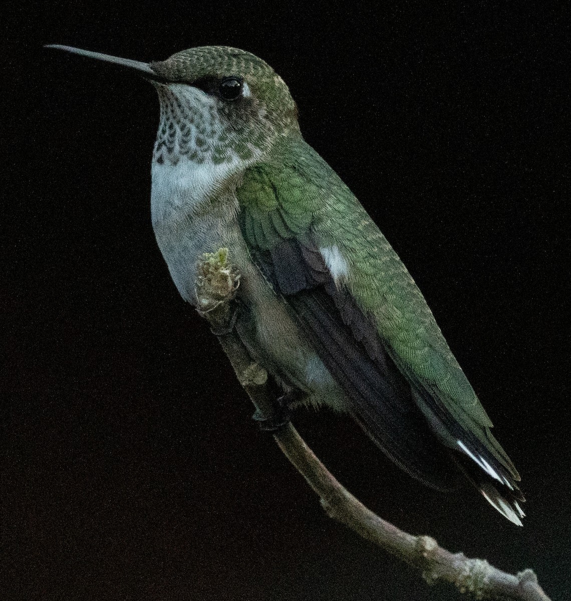 Ruby-throated Hummingbird - ML642413871