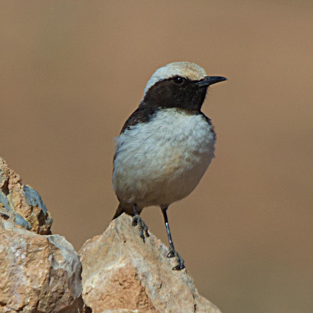 Red-rumped Wheatear - ML642413873
