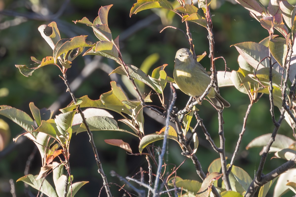 Orange-crowned Warbler - ML642413875