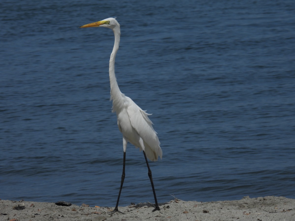 Great Egret - ML642413878