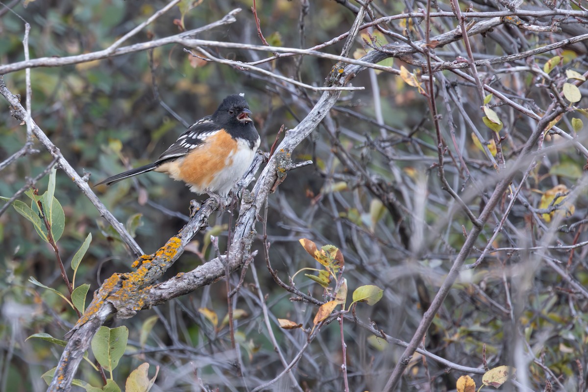 Spotted Towhee - ML642413882