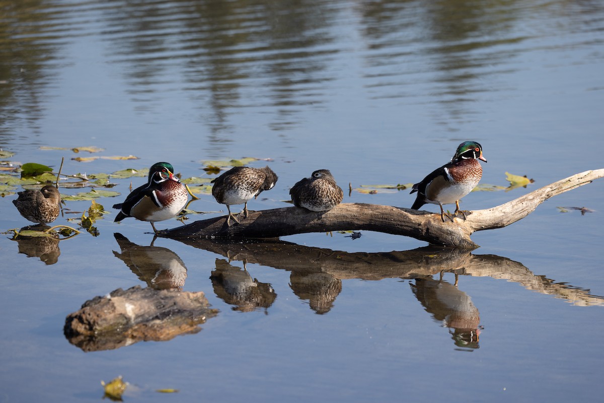 Wood Duck - ML642413885