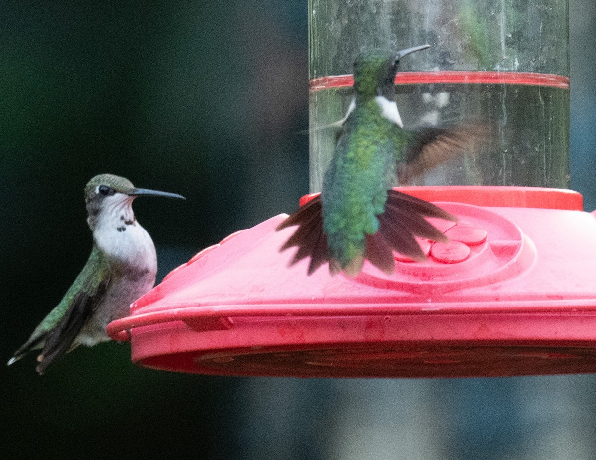 Ruby-throated Hummingbird - ML642413887