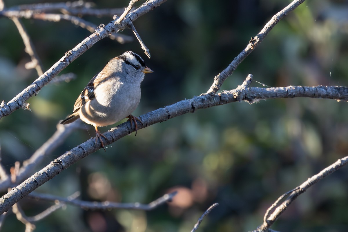 White-crowned Sparrow - ML642413889