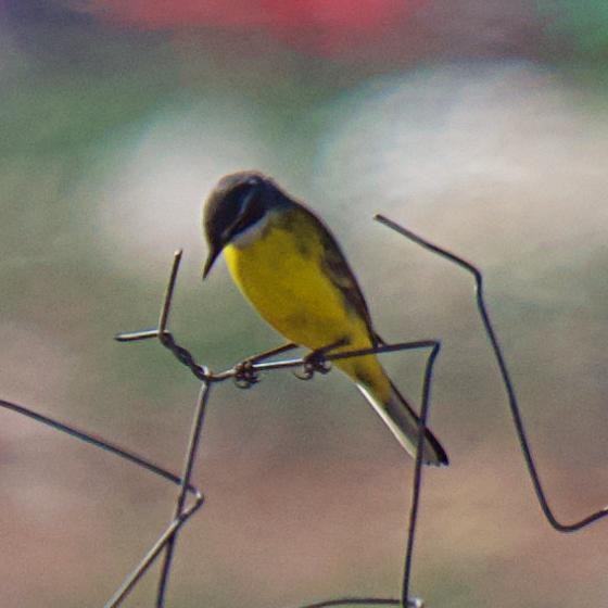 Western Yellow Wagtail - ML642413890