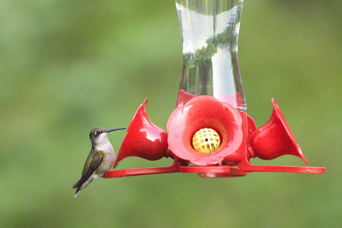 Ruby-throated Hummingbird - ML642413898
