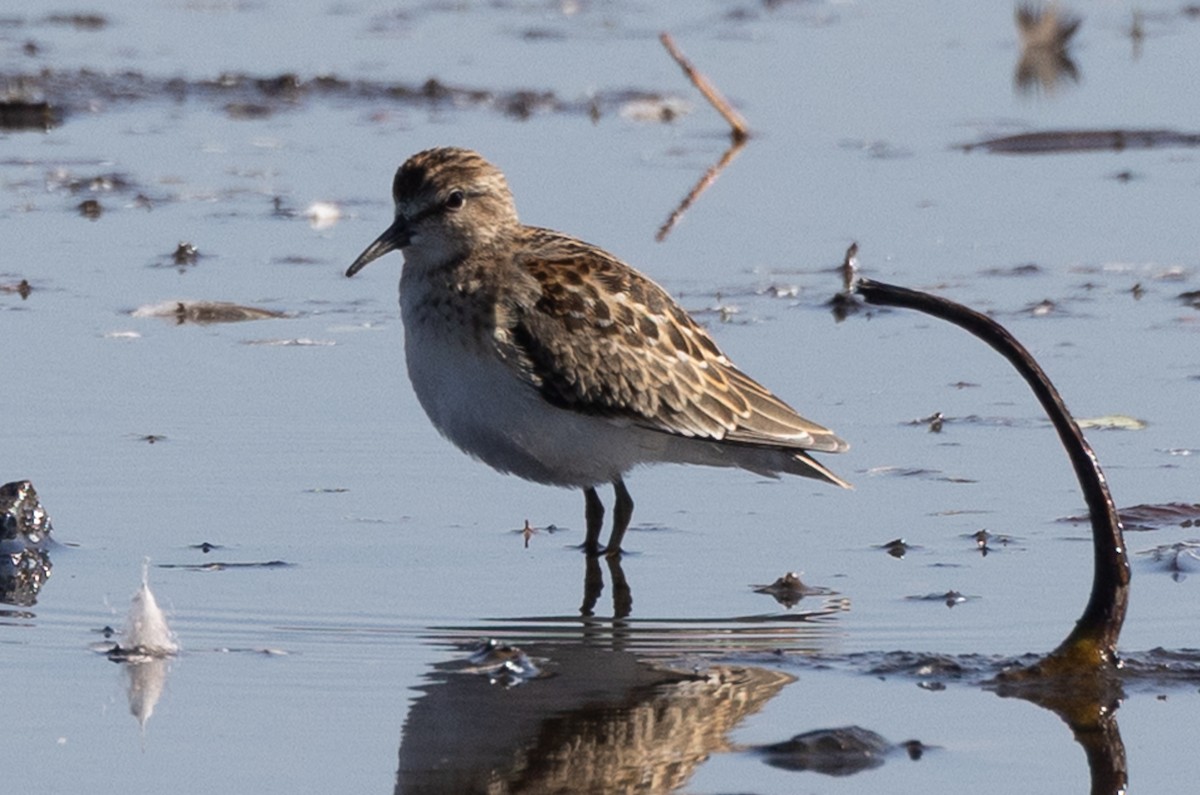 Least Sandpiper - ML642413900