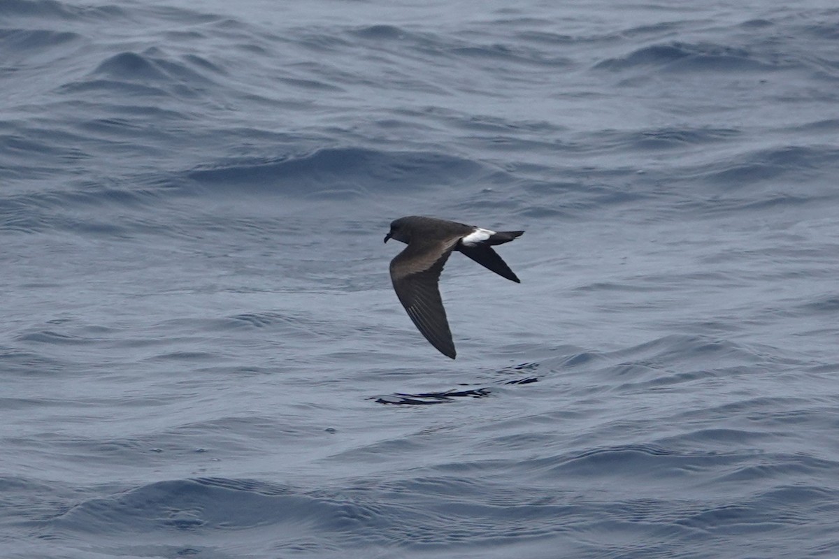 Townsend's Storm-Petrel - ML642413928